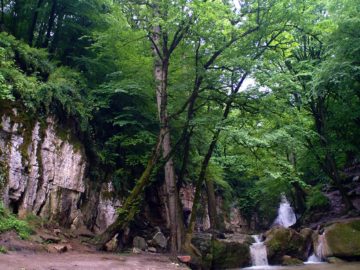 Hyrcanian Forests
