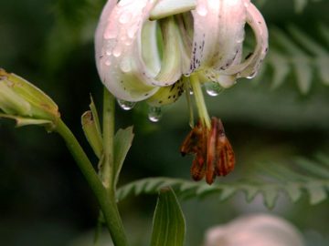 Iran Phytogeography, Lilium Ledebourii (Sousan-e Chehel Cheraagh) - Persia Advisor Travels