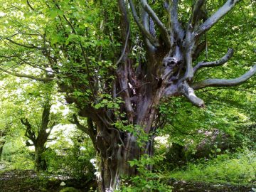 Iran Phytogeography, Parrotia Persica - Persia Advisor Travels