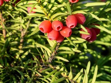 Iran Phytogeography, Taxus Baccata - Persia Advisor Travels