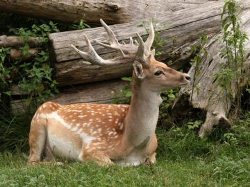 Iran Wildlife