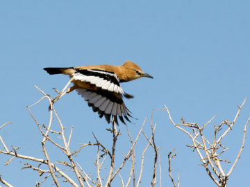 Pleske’s Ground Jay