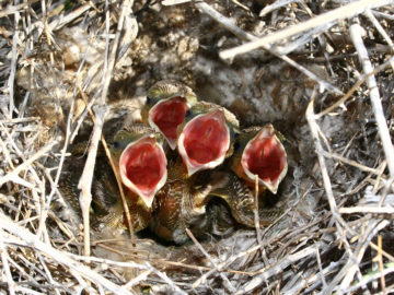 Pleske's Ground Jay, Birdwatching, Iran - Persia Advisor Travels