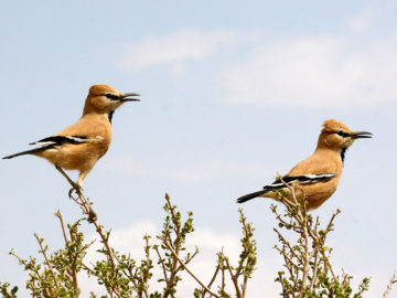 Pleske's Ground Jay, Birdwatching, Iran - Persia Advisor Travels