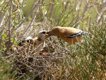 Pleske's Ground Jay, Birdwatching, Iran - Persia Advisor Travels