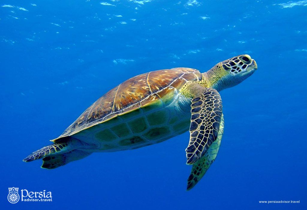Hawksbill Sea Turtle - Persia Advisor