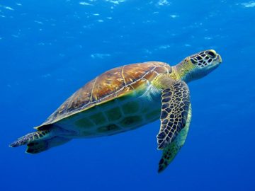 Hawksbill Sea Turtle