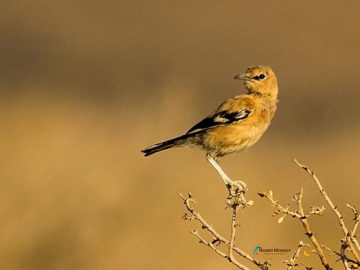 Birdwatching in Iran